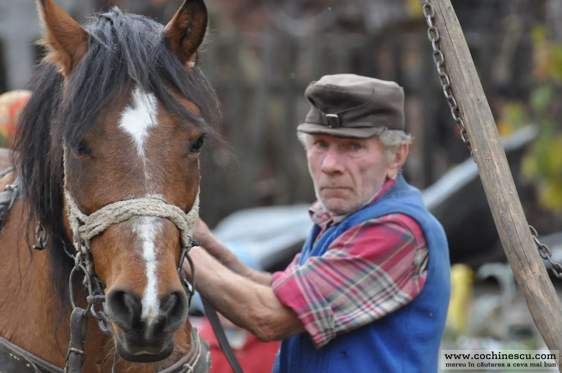 Photo 1 from “Horses”