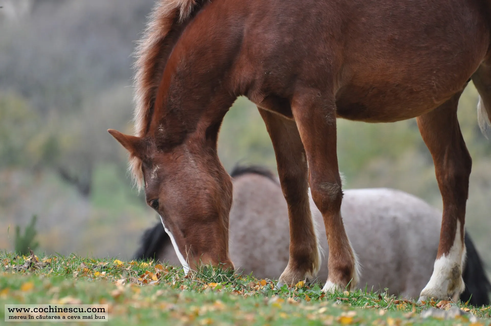 Photo 2 from “Horses”