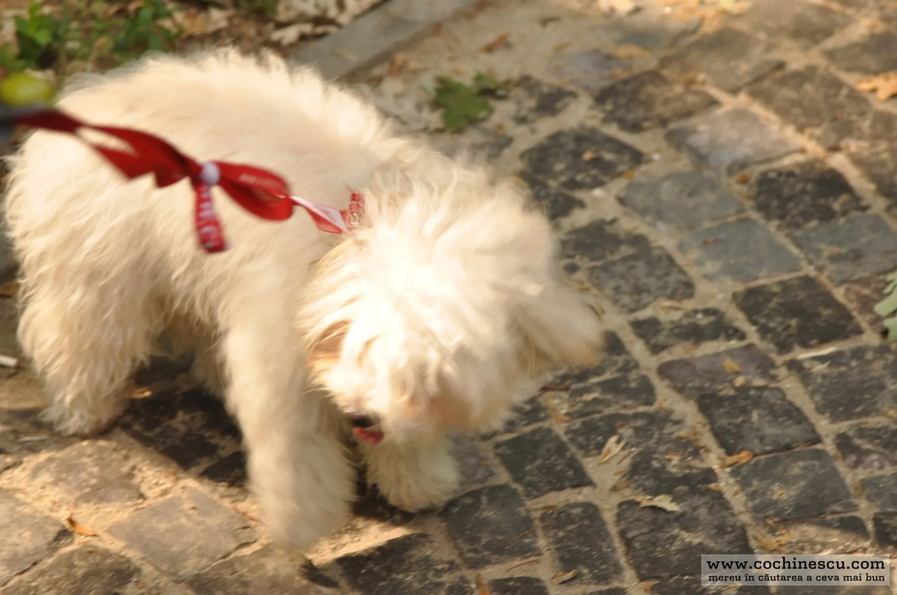 Photo 10 from “With Metropotam in Carol Park”
