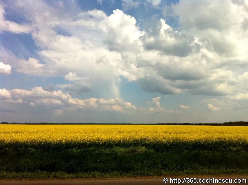 A yellow rapeseed field stretches under a sky covered with large clouds.