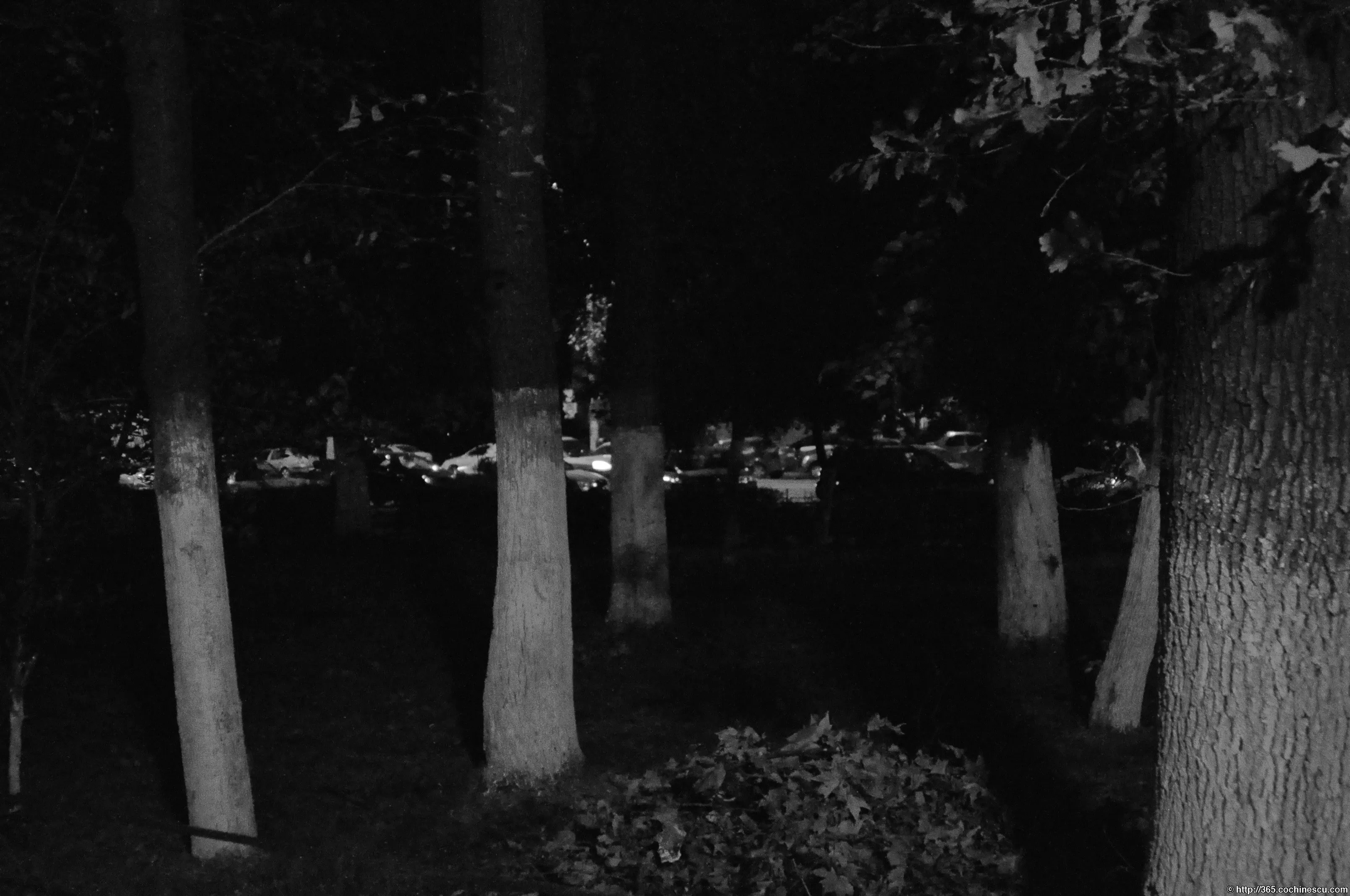 The whitewashed tree trunks stand out in a dark park in Bucharest.