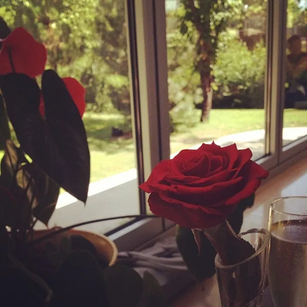 Red rose in a glass on the windowsill, next to a plant and a glass of sparkling drink.
