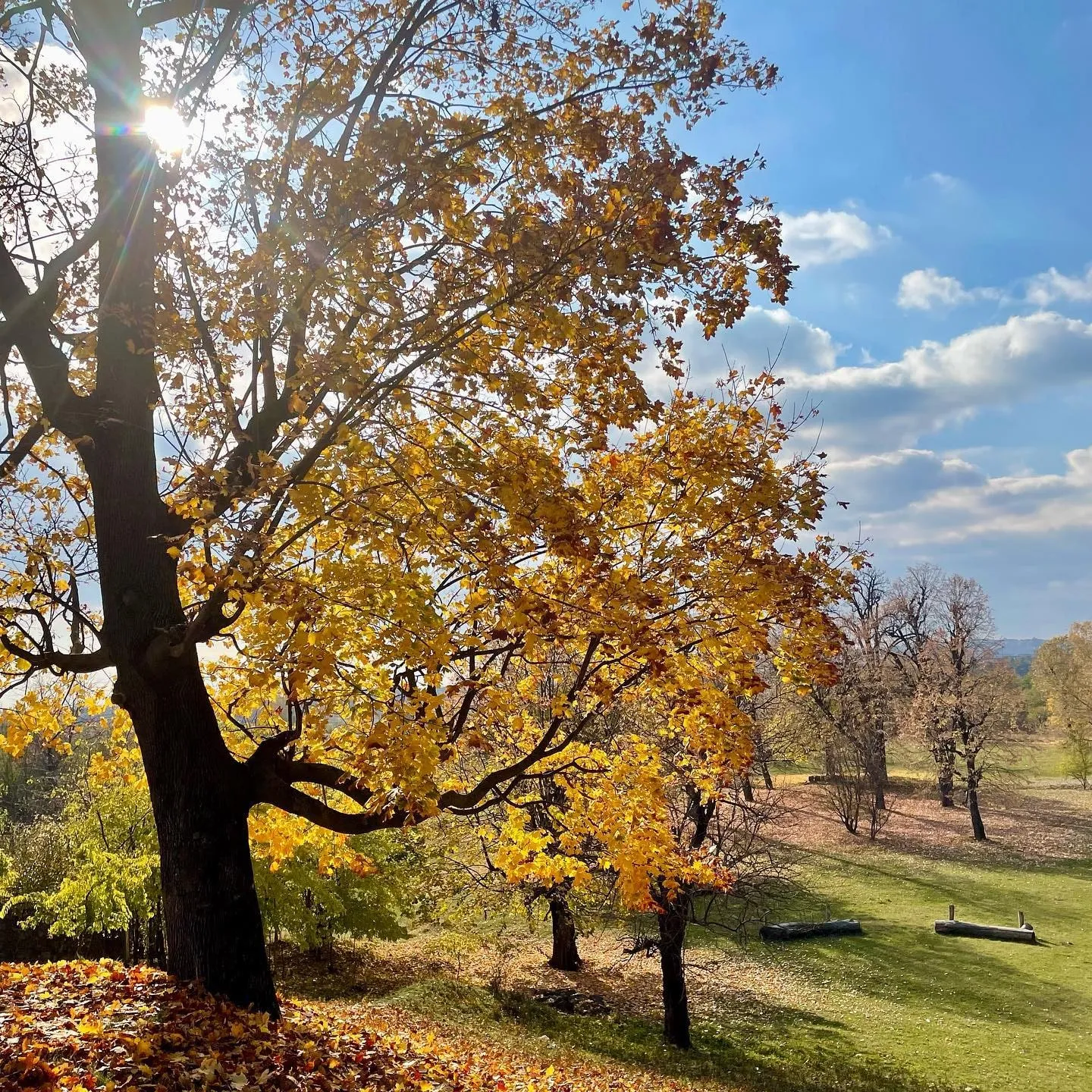 Golden autumn leaves glow in the sunlight above a quiet grassy landscape.