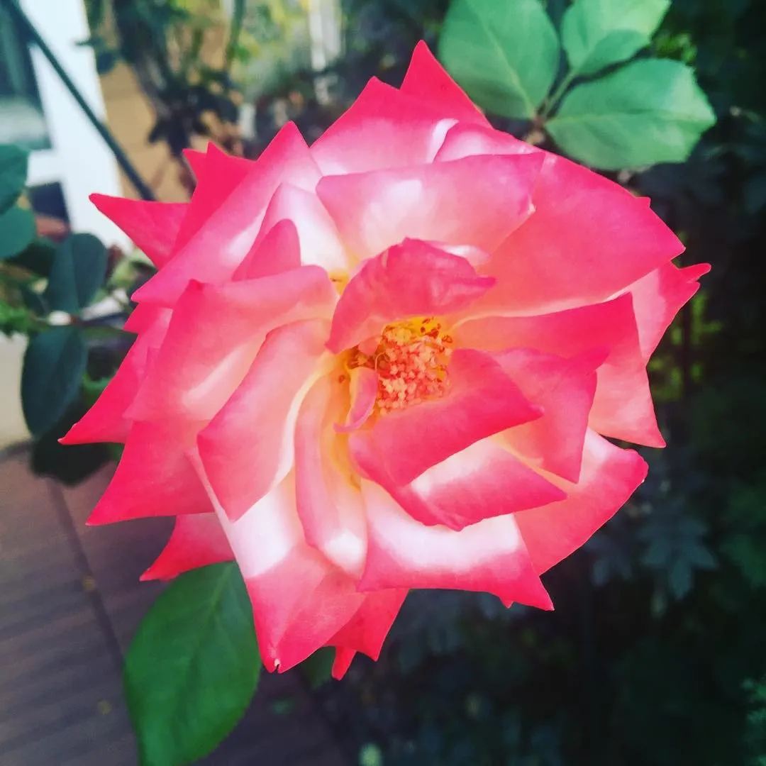 A close-up of a pink and white rose in full bloom with green leaves behind it.