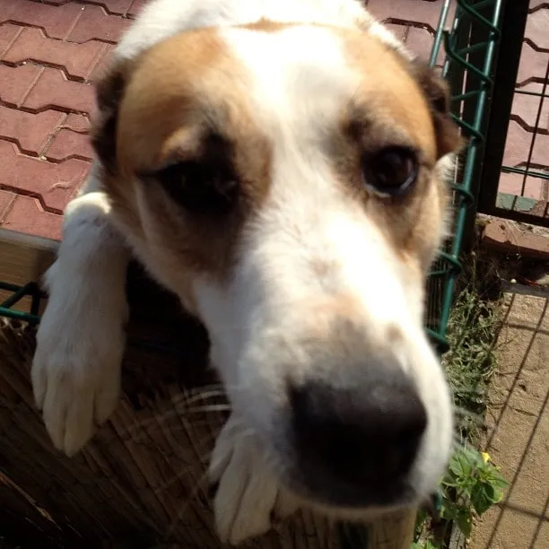 White dog with brown patches seen up close, with its paws on a wicker basket.
