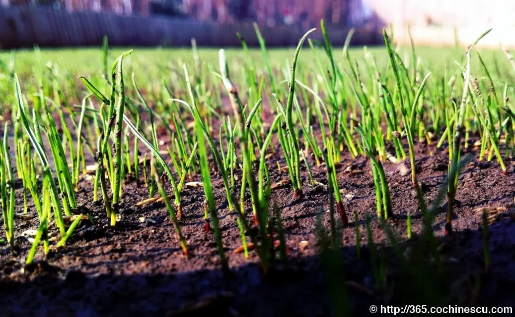 Young blades of grass sprout from the damp earth.