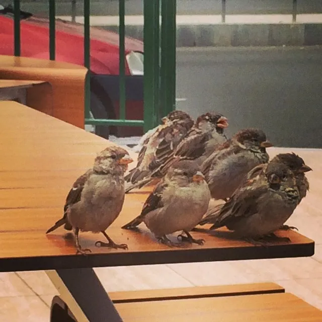 A group of sparrows on a café’s wooden table, with a red car in the background.