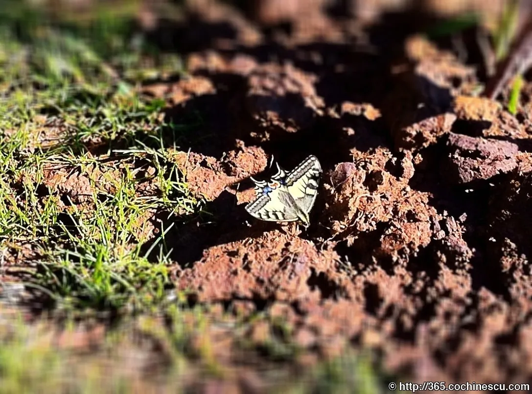 A butterfly with yellow and black wings sits on the ground, near the grass.