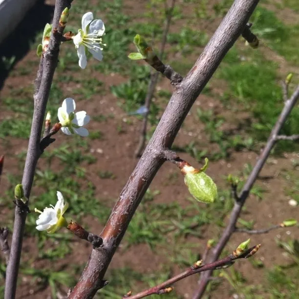 A small tree branch with white flowers and green buds, against a backdrop of grass and soil.