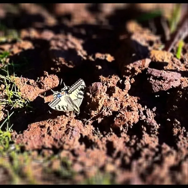 A yellow butterfly with black stripes rests on reddish rocky ground in the sunlight.
