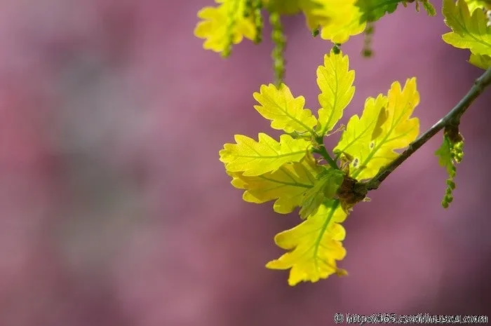Young oak leaves lit by the sun against a blurred purple background.