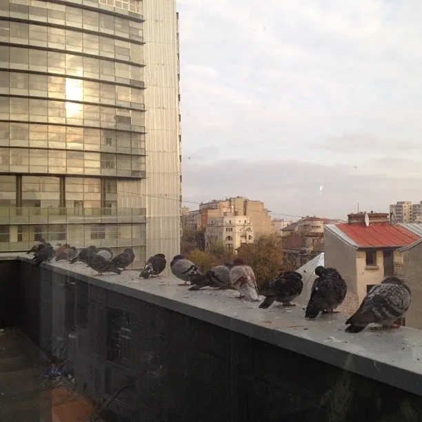 Pigeons sit on a ledge outside an office window overlooking glass towers and city rooftops.