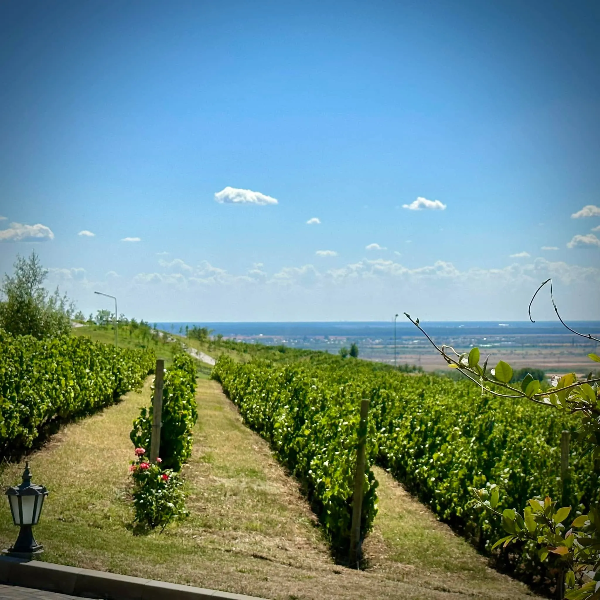 Rows of green grapevines stretch down a sunny hillside under a clear blue sky with a distant plain on the horizon.