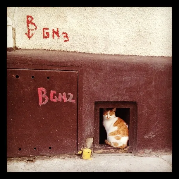 A white-and-orange cat sits in a square opening in a brown wall with red BGN markings.