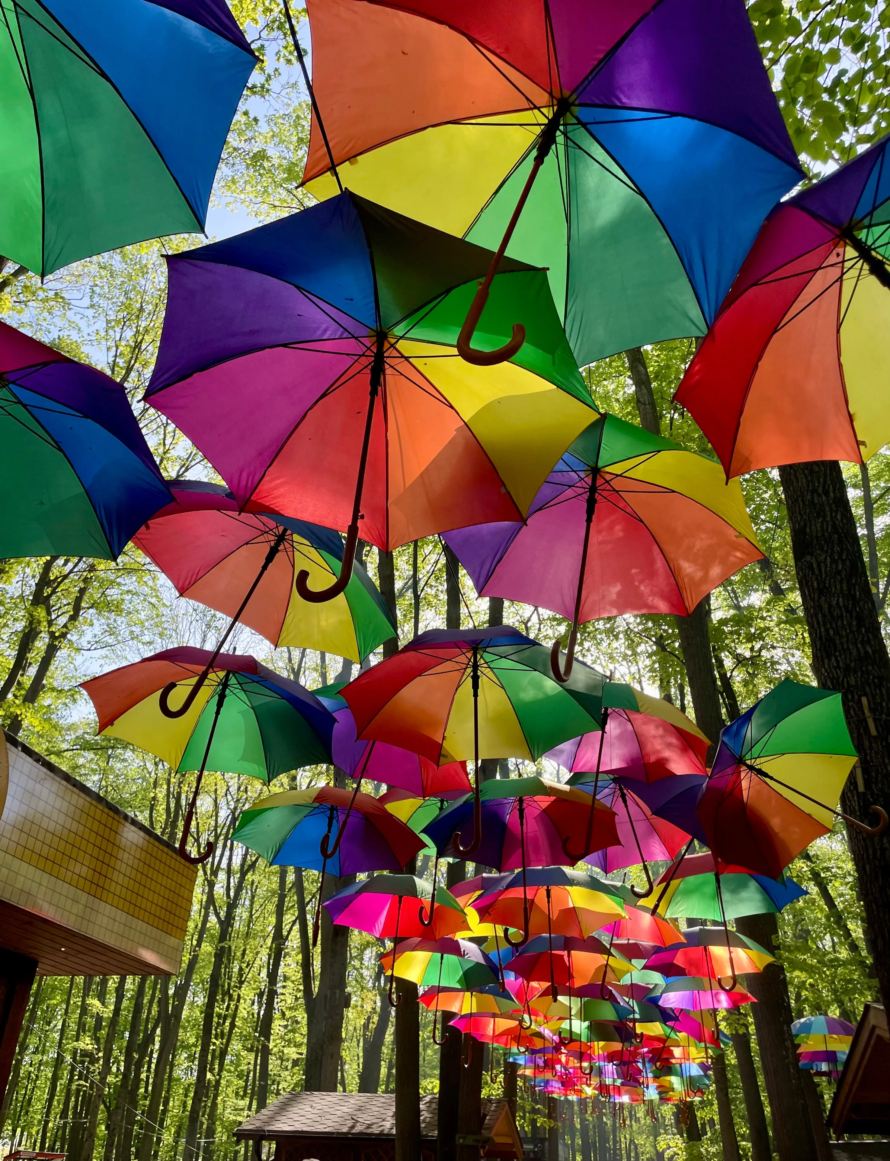 Canopy of colorful umbrellas hanging over a forest path