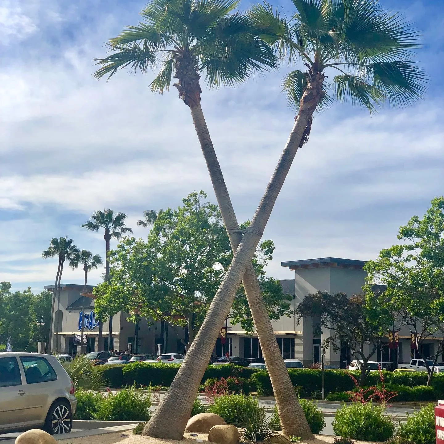 Two tall palm trees crossed in an X shape stand in a sunny California parking lot.