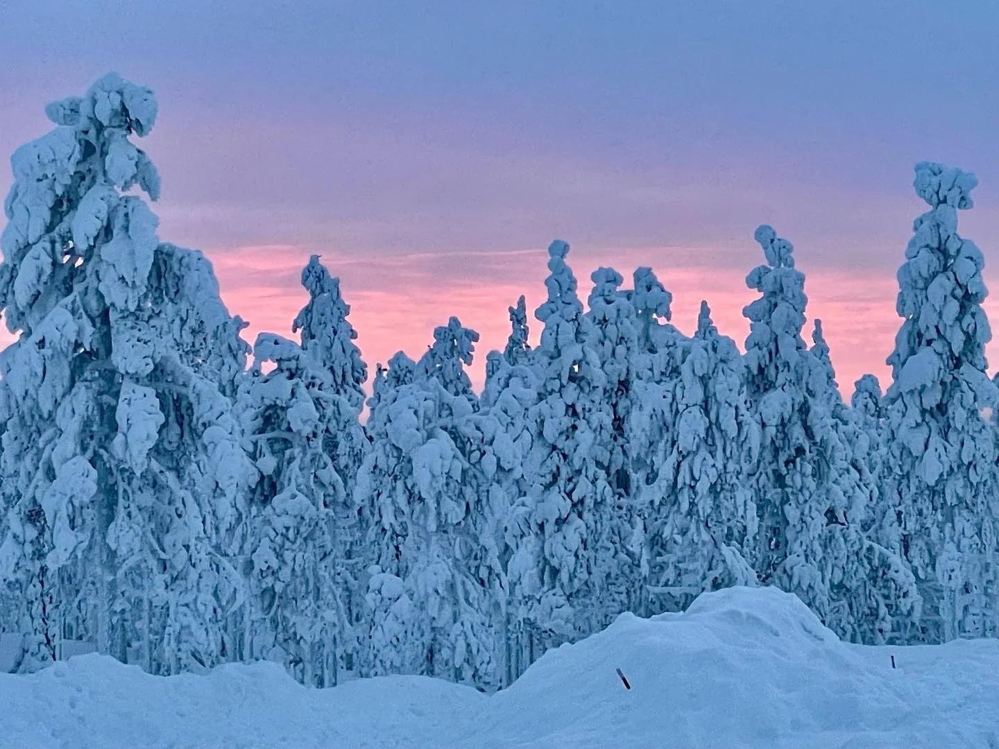 Snow-covered trees stand beneath a softly glowing pink and blue sky in Lapland.