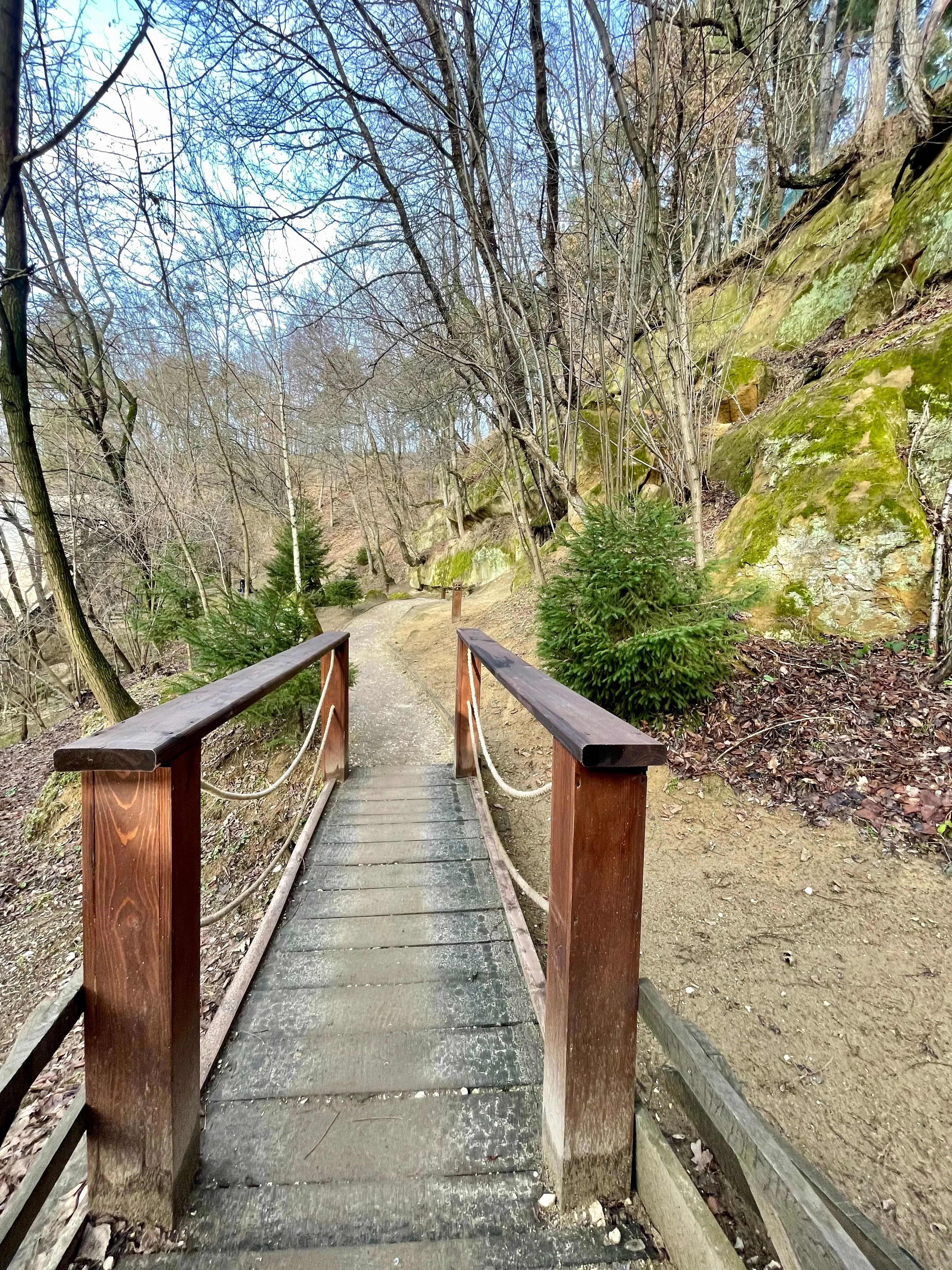 Wooden footbridge on a forest trail
