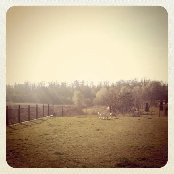 Two dogs in a sunny meadow, next to a metal fence, with trees in the background