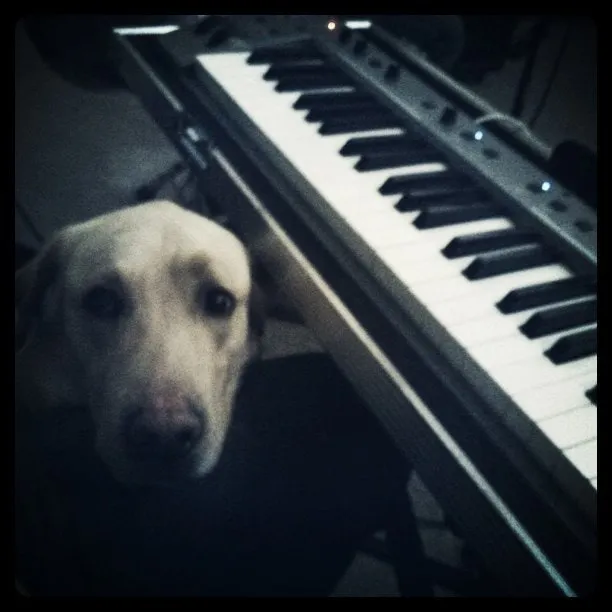 Athos the dog sits quietly beside an electronic keyboard during rehearsals.