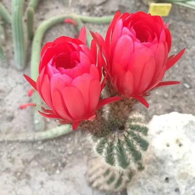Două flori roșii intense pe un cactus mic, pe fundal de pământ uscat.