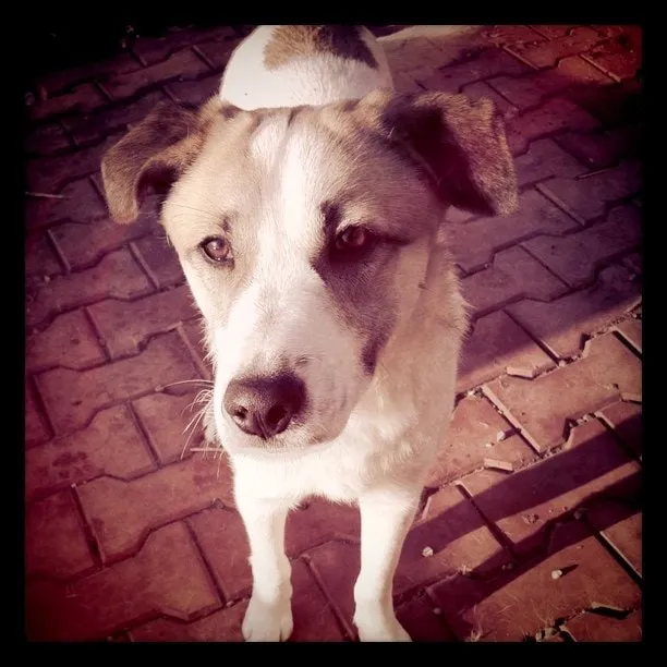 White dog with brown spots seen from above on brick paving.