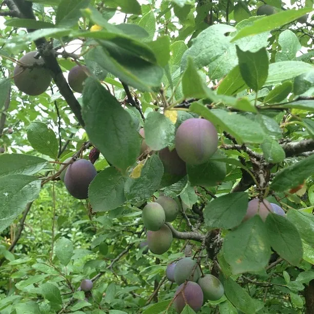 Purple plums on branches, among green leaves speckled with raindrops.