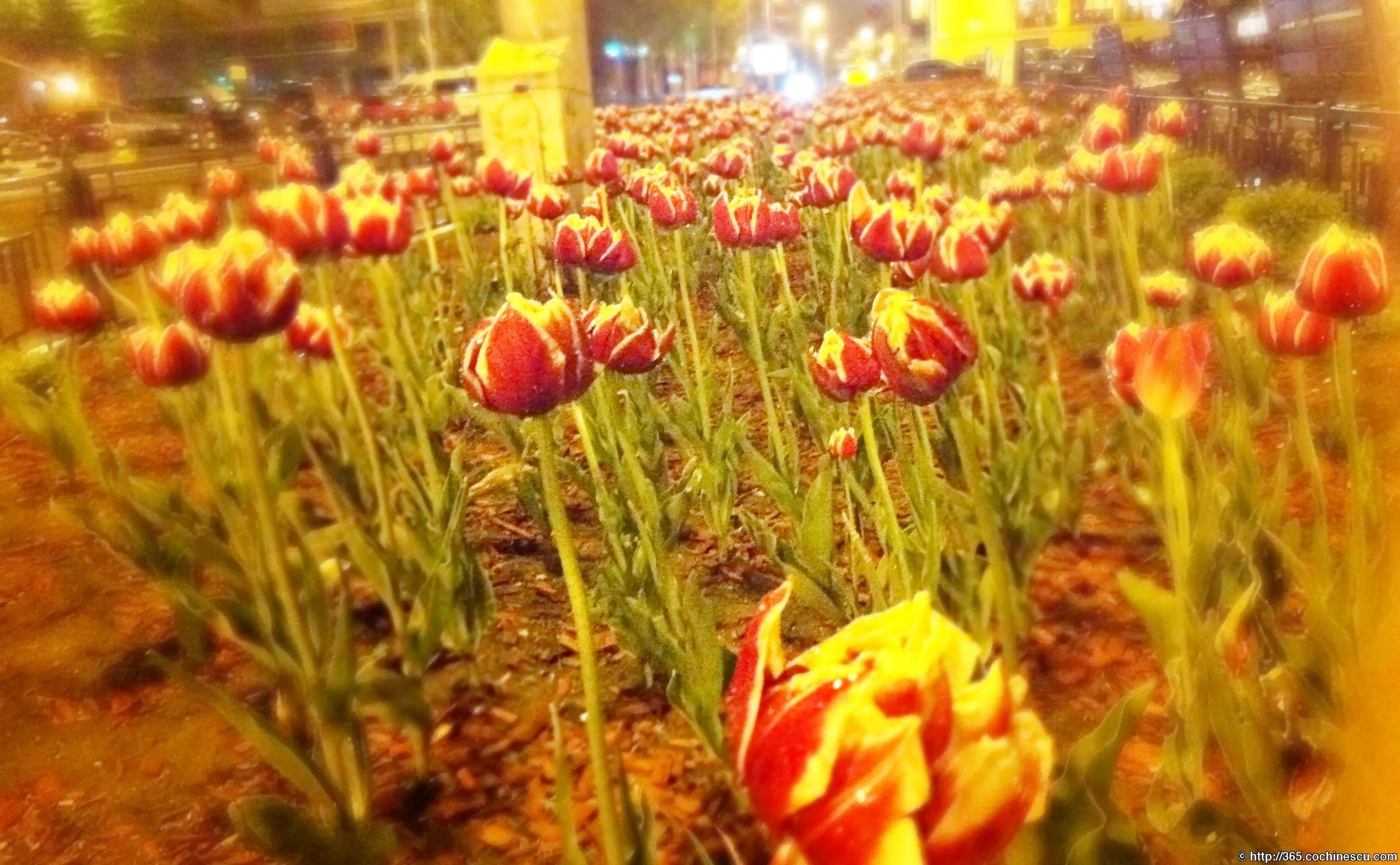 A round bed of red tulips illuminated at night by the city’s streetlights.