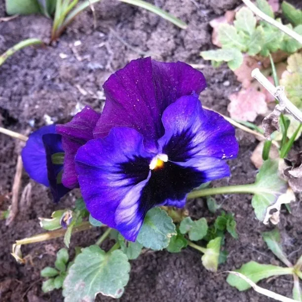 A violet-blue pansy with a black and yellow center, growing in garden soil.