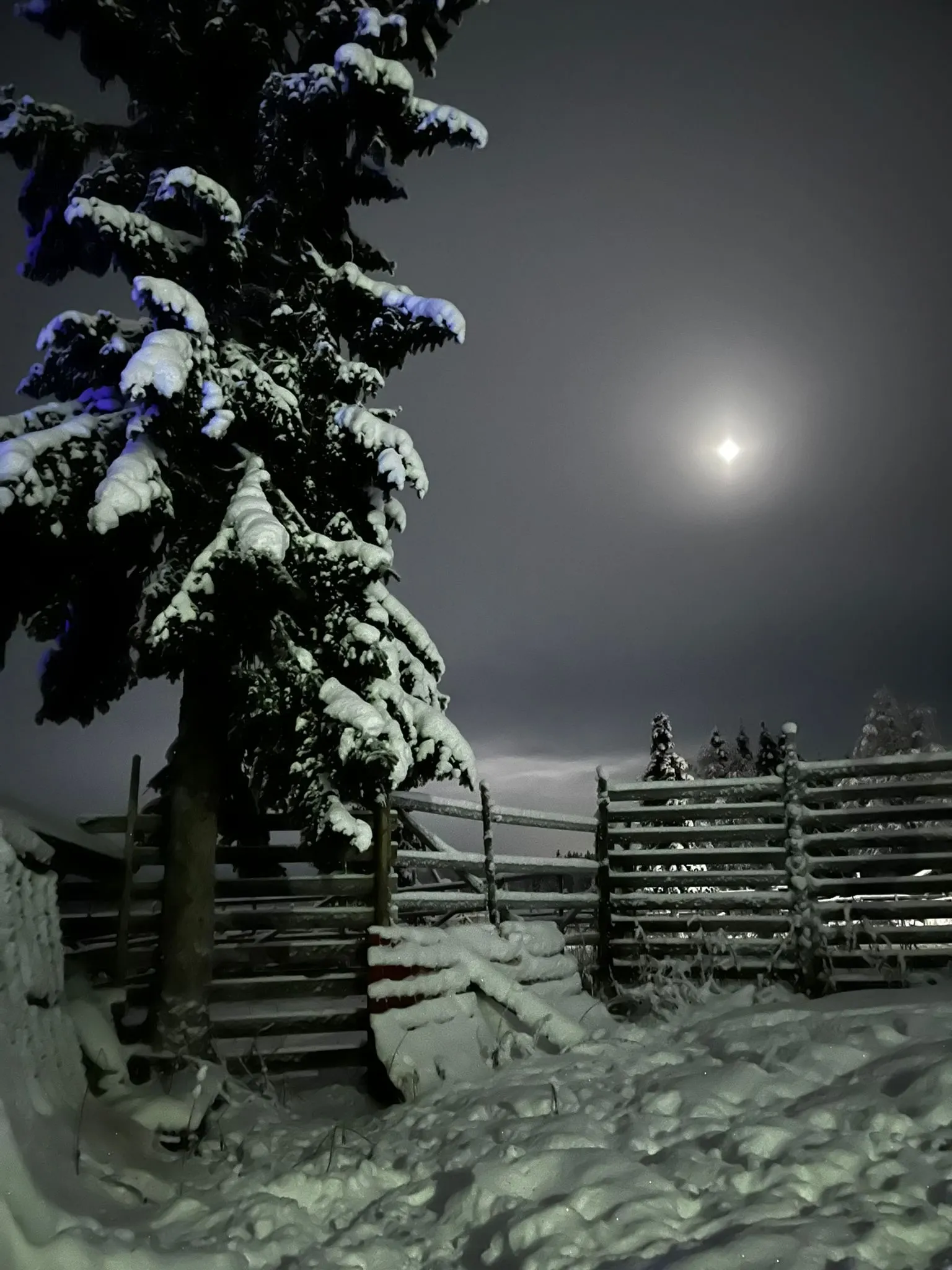 Snow-covered spruce under a moonlit night sky beside a wooden fence