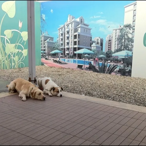 Two dogs resting on a wooden deck—a yellow Labrador and a brown-and-white dog—next to a billboard showing buildings and a swimming pool.
