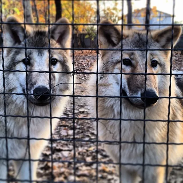 Two gray-beige wolves look through a wire fence, against an autumn backdrop