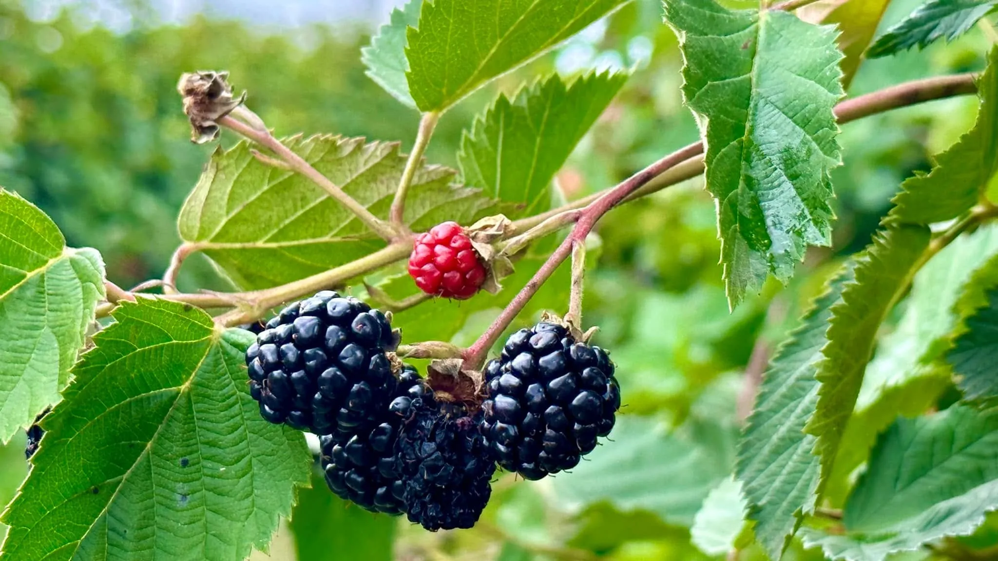Close-up of ripe black blackberries and one red unripe berry hanging among green leaves on a bush.