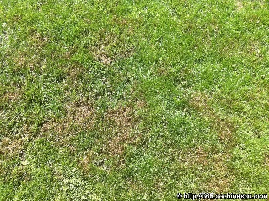 A patch of green lawn is dotted with areas of dry grass.