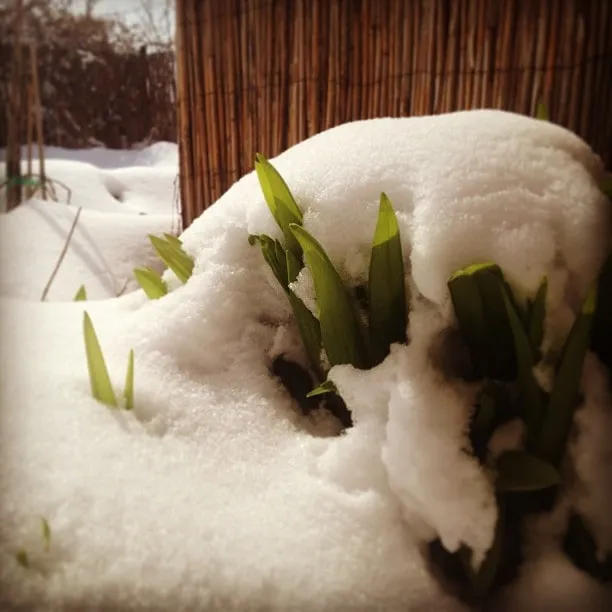 Green plant shoots poking through the snow next to a reed fence
