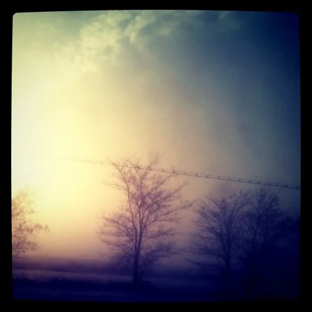 Bare trees in a misty landscape in Huțani, Suceava, with the sun in the sky