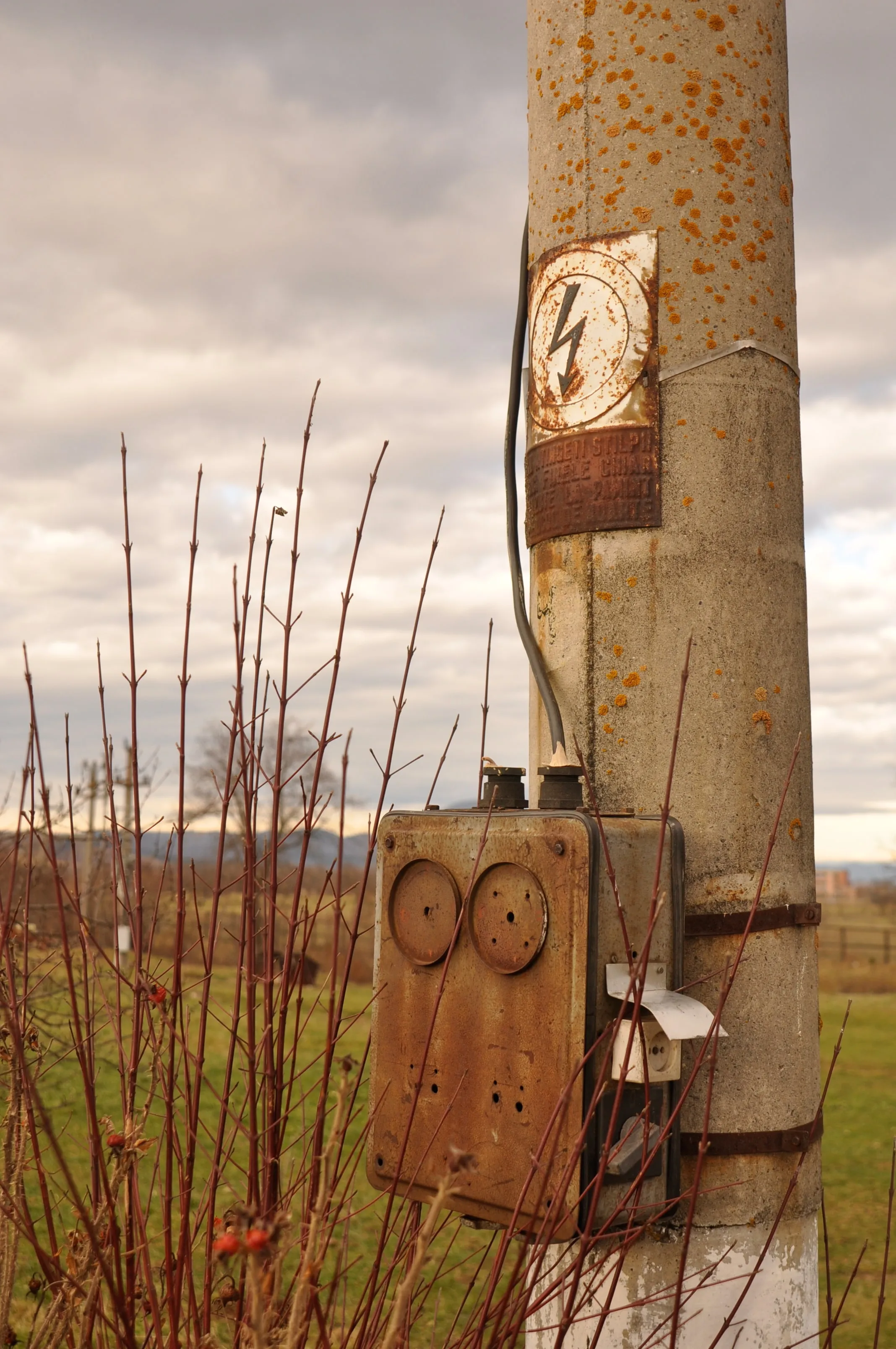 An old, rusty utility pole rises through the branches of a shrub.