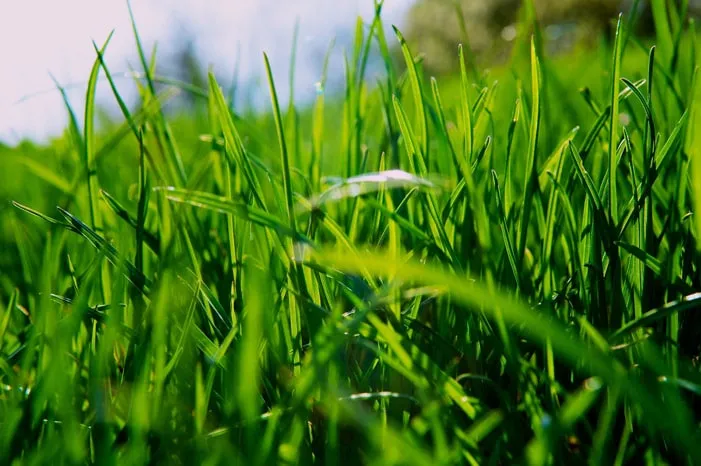 Green blades of grass are brightly lit by the spring sun.