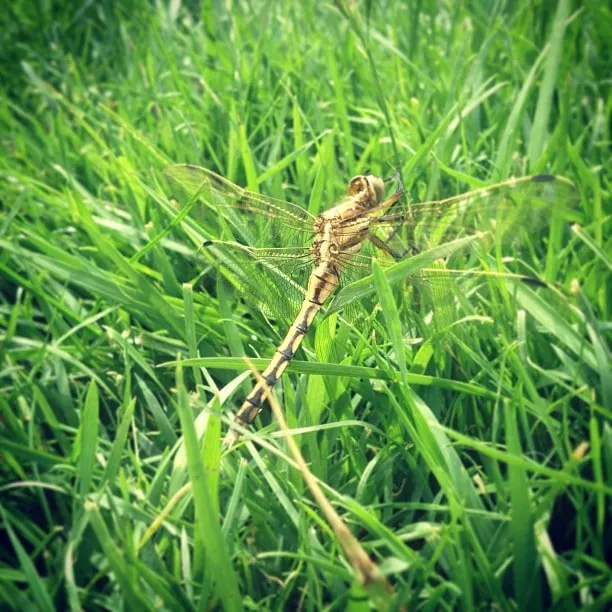 A yellowish-brown dragonfly with transparent wings rests on the green grass