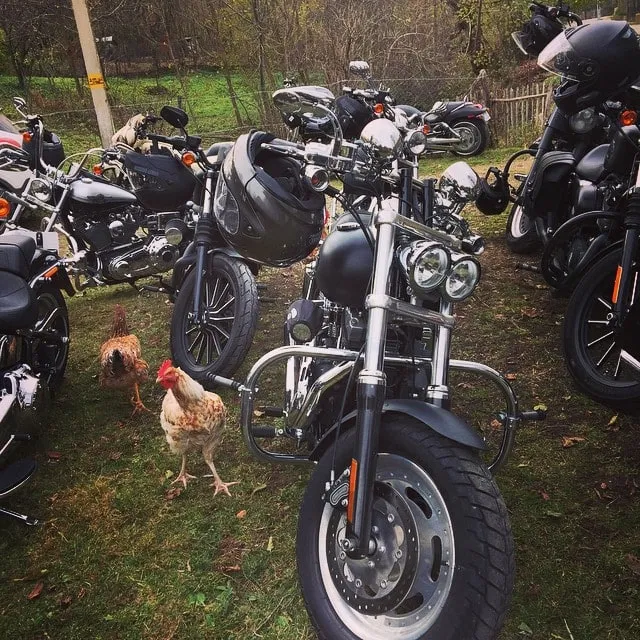 Chickens among motorcycles parked on the grass, in a rural yard.