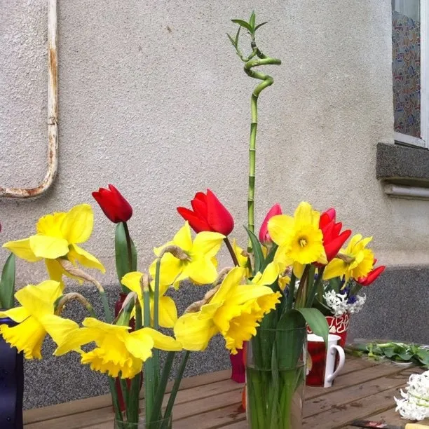 Yellow daffodils and red tulips in vases on a wooden table, next to a twisted bamboo plant.