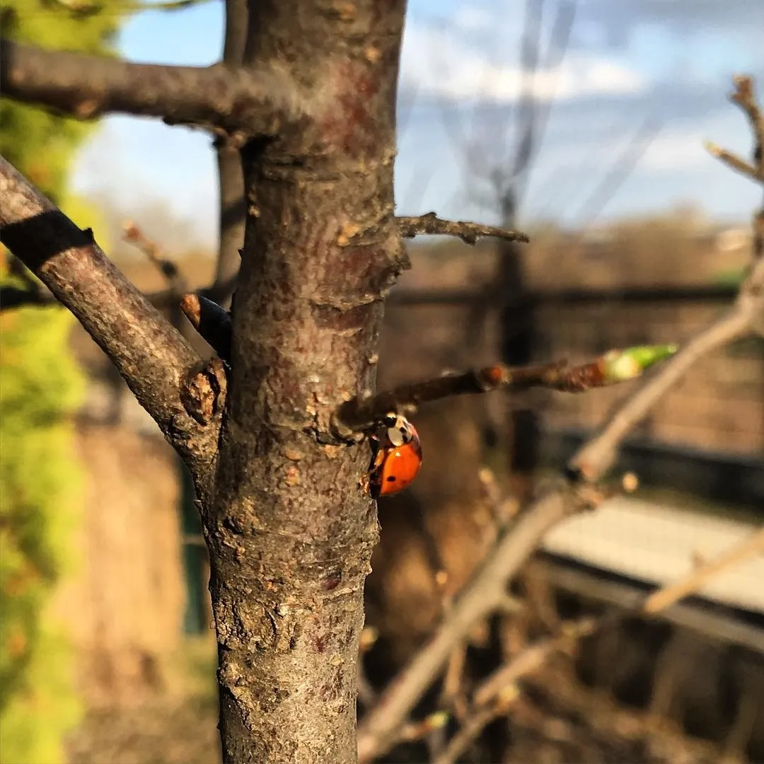 A red ladybug with black spots climbs the rough bark of a tree branch in soft daylight