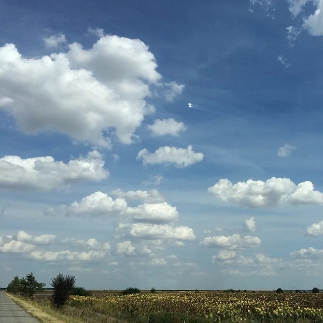 Sunflower field under a blue sky with white clouds and a jet contrail.