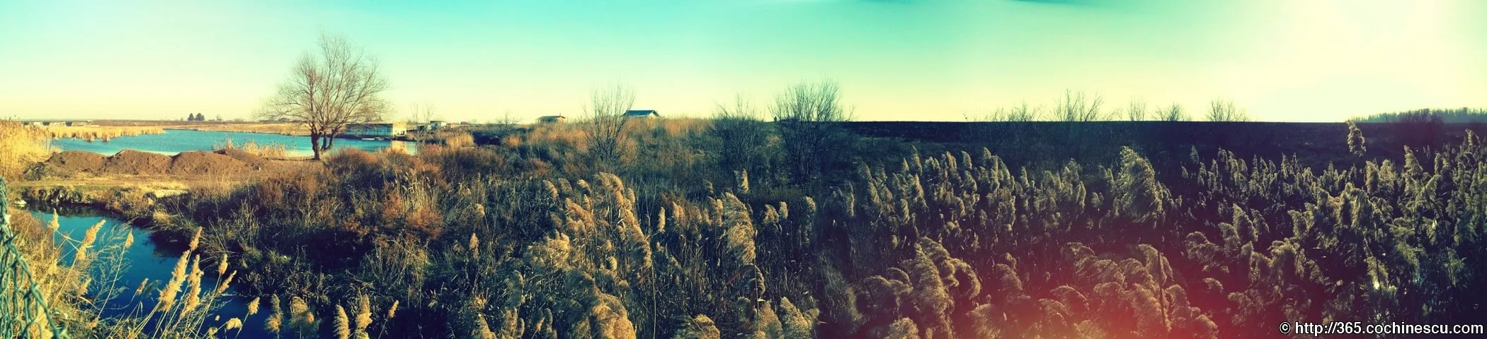 A winter landscape with reeds, water and leafless trees, captured in a panorama.