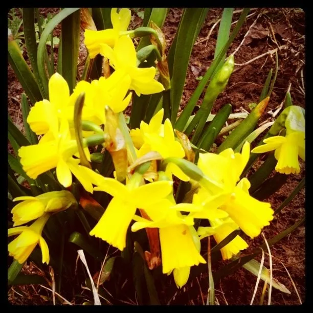 A cluster of yellow daffodils with green leaves, growing in garden soil.