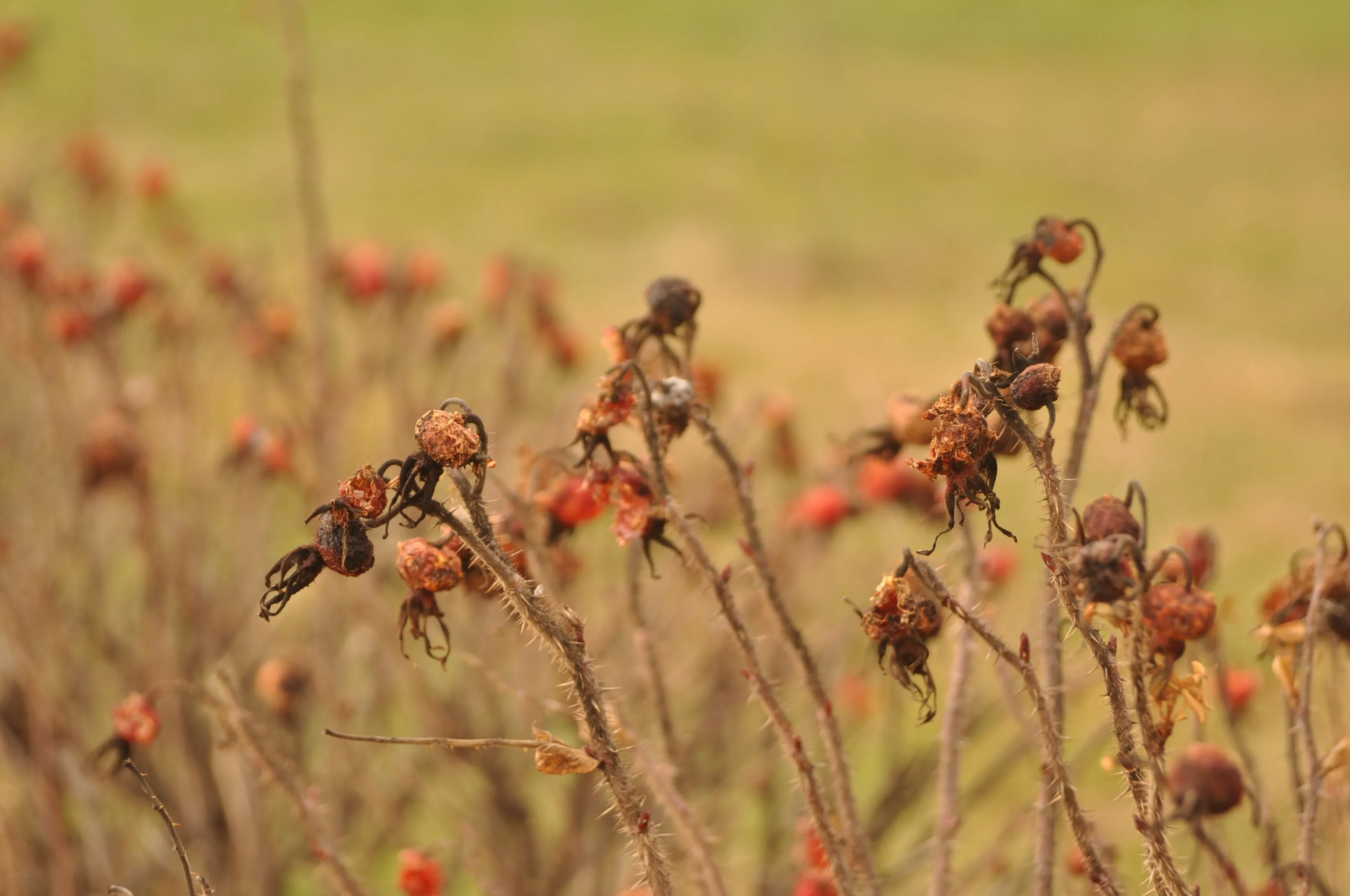 Dried rosehips appear in the foreground against the blurred background of a field.